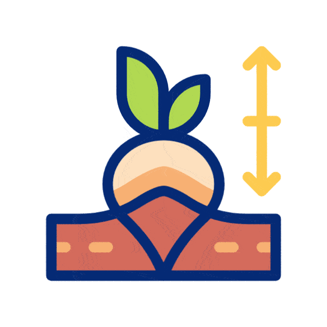 صیفی جات‌‍ خشک